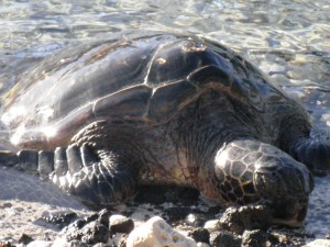 ...and sea turtles...