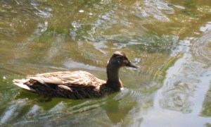 Always there are ducks and geese, fish and turtles.