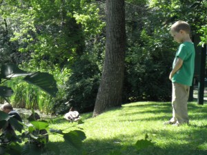 I liked this little boy and took his picture as he watched a goose