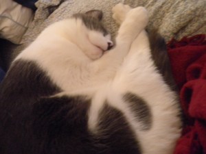 this innocent looking kitty