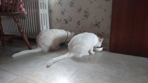 IMG_20150527_075220869